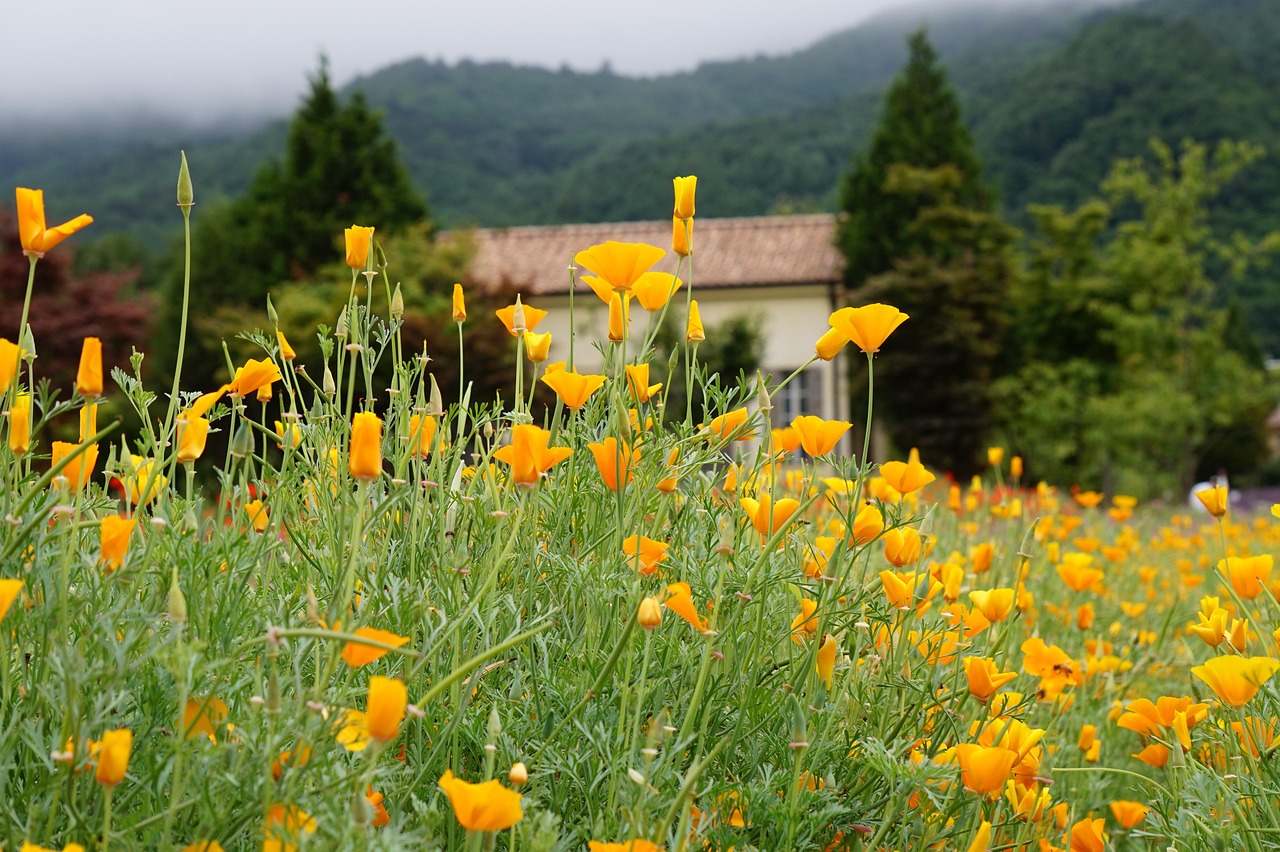ZEST星空侧推芒果爆珠：书城线上购买平台